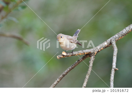 オジロビタキ 10191672