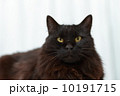 黒猫 10191715
