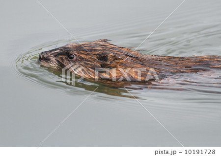 Muskrat 10191728