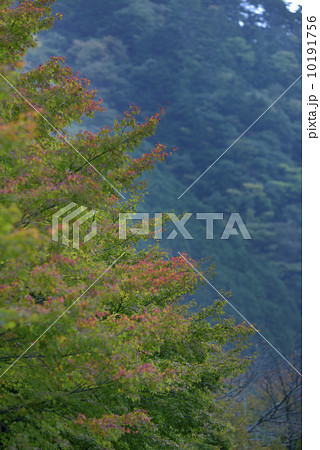 石鎚の紅葉 10191756