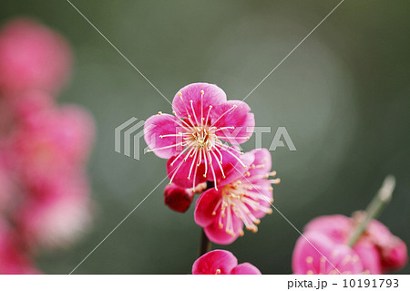紅梅 10191793