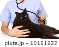 獣医 10191922