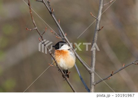 Stonechat Stonechat 10191967