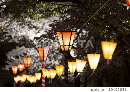 桜祭りの提灯 10192031