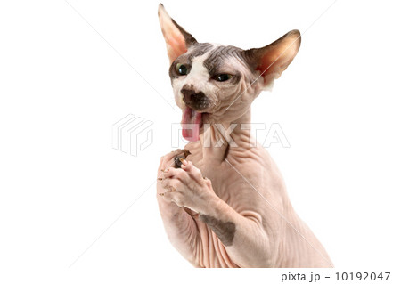 Sphynx 10192047