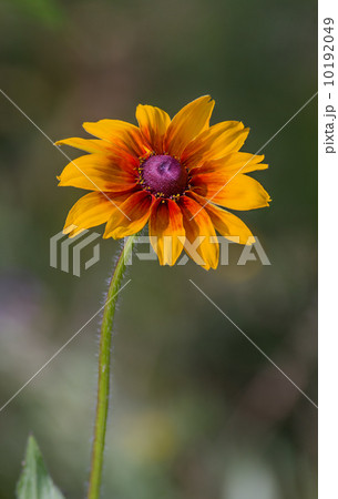 Rudbeckia (Black-Eyed Susan) 10192049