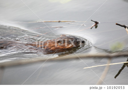 Muskrat 10192053
