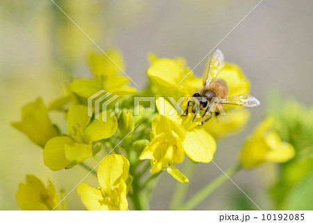 蜜蜂 10192085