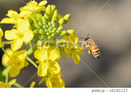 ミツバチ ミツバチ 10192127