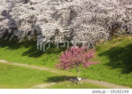 背割堤の春 10192149