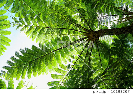 南国イメージ 10193207