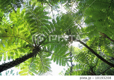 南国イメージ 10193208