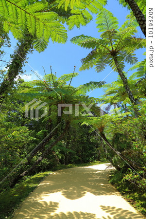 南国イメージ 10193209