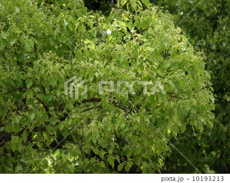 クスノキ 10193213