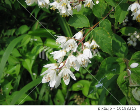 ウツギ 10193215