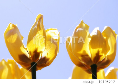 チューリップ チューリップ 10193217