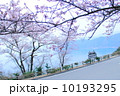 桜 10193295