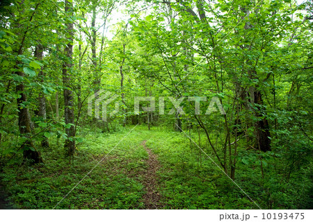 Green , green path 10193475