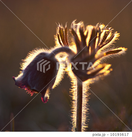 Flower in morning backlight Flower in morning backlight 10193617