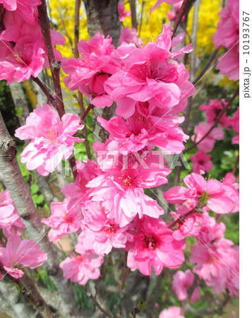 「照手姫」の伝説から名付けられたハナモモ　照手桃 10193767