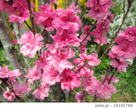 「照手姫」の伝説から名付けられたハナモモ　照手桃 10193768