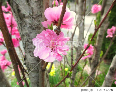 ひな祭りに飾られるハナモモの照手桃 10193770