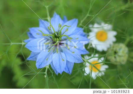 クロタネソウ 10193923