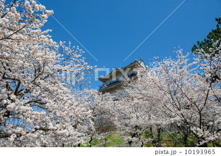 小田原城天守と桜 10193965