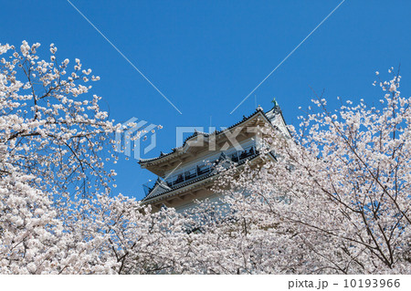小田原城天守と桜 10193966