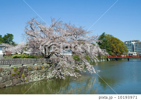 春の小田原城　濠と桜 10193971