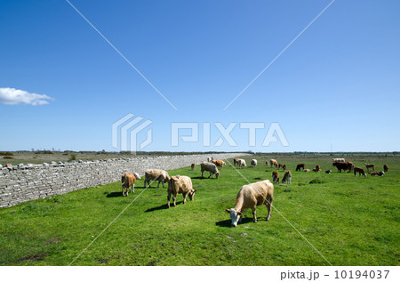 Grazing cattle 10194037