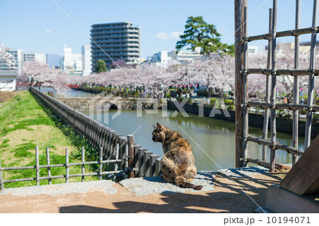 小田原城址公園の猫 10194071