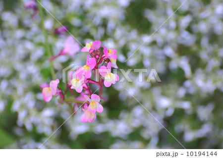 お花畑 お花畑 10194144