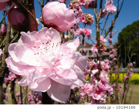 サクラに先がけて、ピンクの華やかな花を咲かせます 10194166