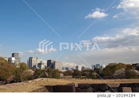 春季皇居乾通り一般公開　東御苑　桜　天守閣跡より　公園 10194184