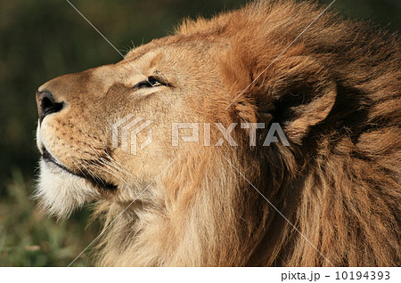 ライオンの横顔 東山動植物園 の写真素材