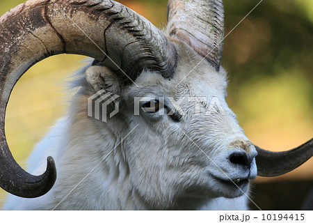 ドールシープ(東山動植物園) ドールシープ(東山動植物園) 10194415