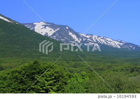 初夏の八甲田連邦 10194593