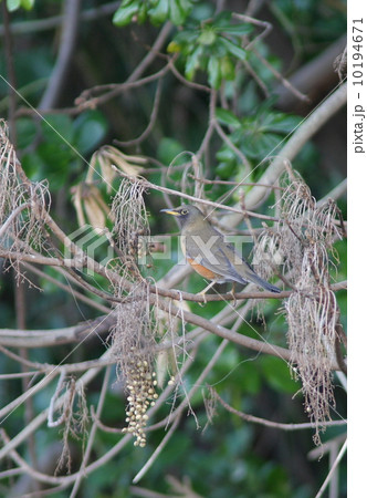 アカハラ アカハラ 10194671