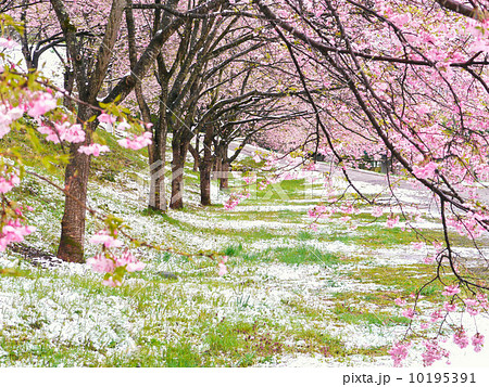 雪の思い川 10195391