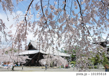 道成寺の桜 10195618