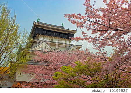 小倉城の桜 10195627