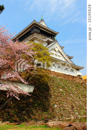 小倉城の桜 小倉城の桜 10195628