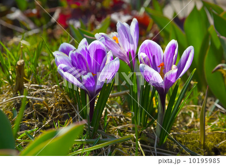 Lilac crocuses in spring garden. Lilac crocuses in spring garden. 10195985
