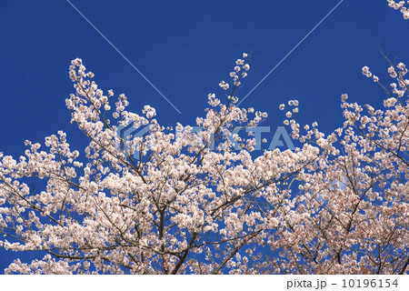 故郷の桜 故郷の桜 10196154
