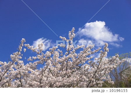故郷の桜 故郷の桜 10196155