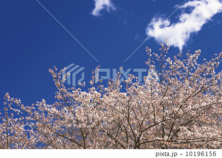 故郷の桜 10196156