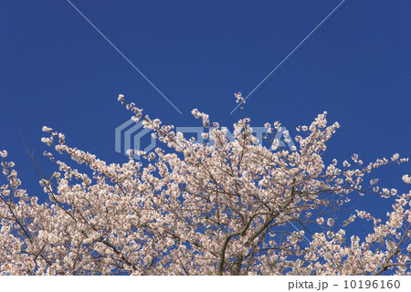 故郷の桜 10196160