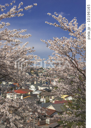故郷の桜 10196165