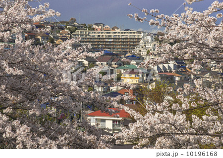 故郷の桜 10196168